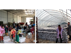 利州区白朝乡徐家食用菌产业园区发展迅速